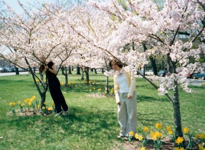 Heather & Rebecca hiding in the blossoming trees